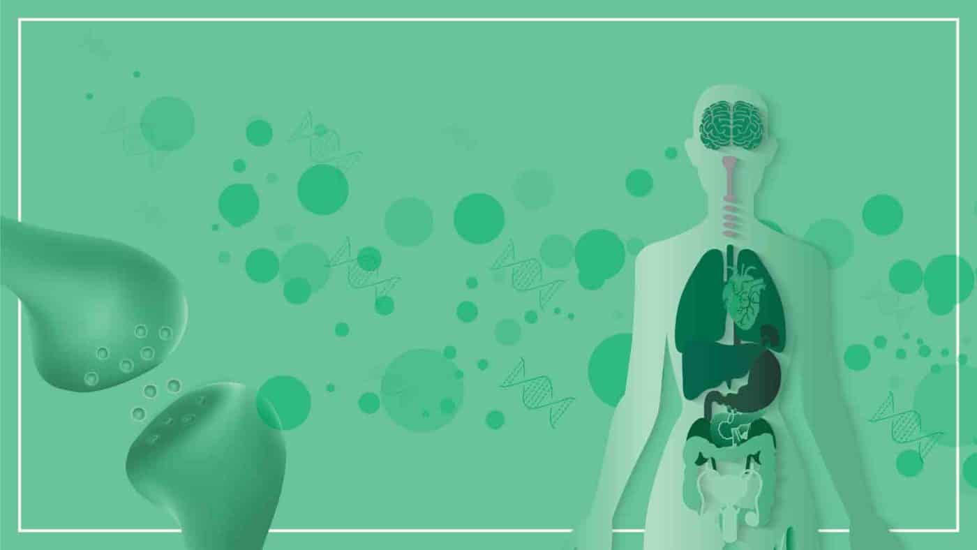 Endocannabinoid System in the human body