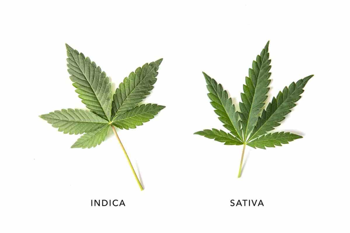 Delta 8 THC Sativa and Indica