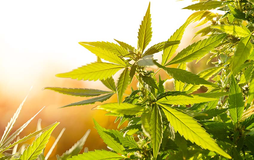 Premium Delta 8, Delta 9, & CBD Products | Shop Delta 8 Products