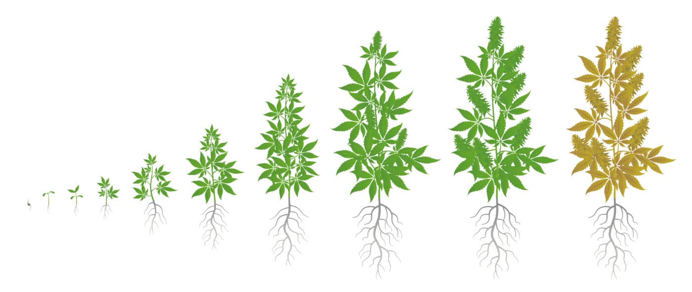 The Ultimate Delta 8 Shopping Guide for First-Time Users Growth cycle of hemp plant, delta 8 shopping guide