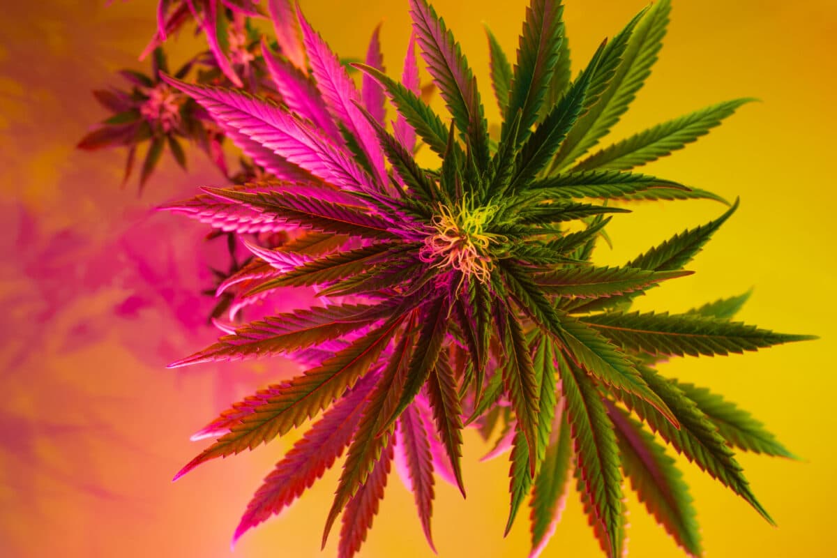 Navigating the Delta 8 Landscape: Delta 8 THC Vapes or Delta 8 THC Gummies, What's Your Preference? Hemp plant, cannabis, marijuana