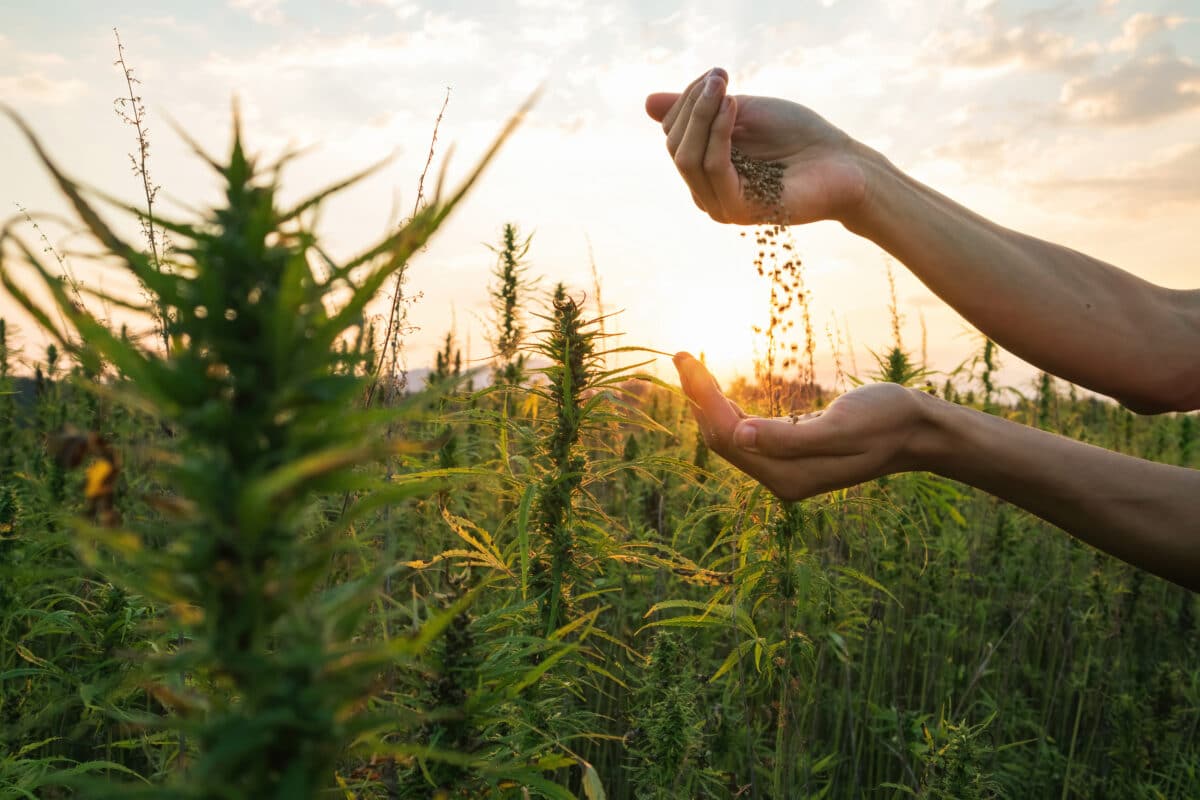 Starting to See a Decline in US Hemp Planting