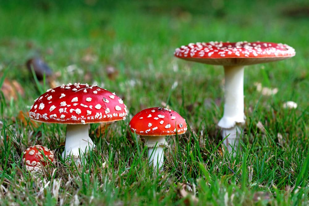 Understanding the FDA’s New Stance on Amanita Muscaria: What It Means for the Industry and How to Respond