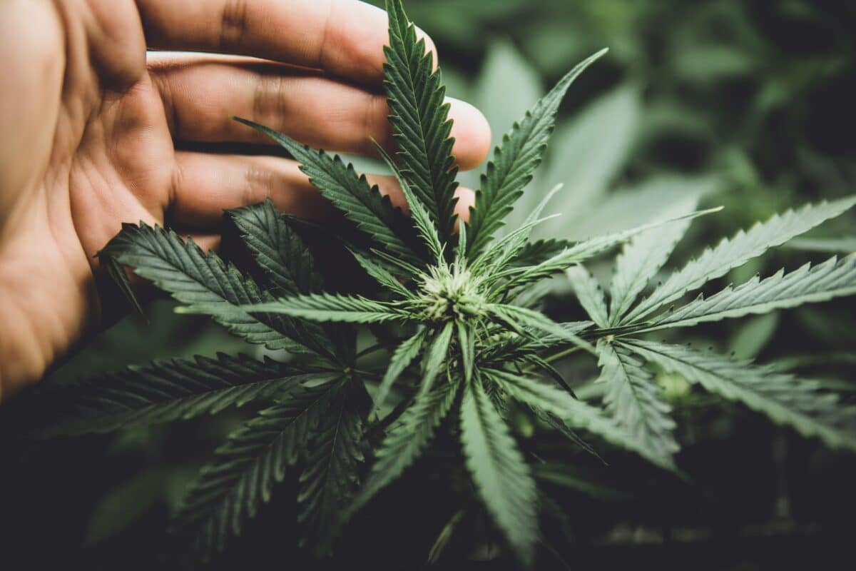 THCA Flower Strain Highlight: Lemon Chello