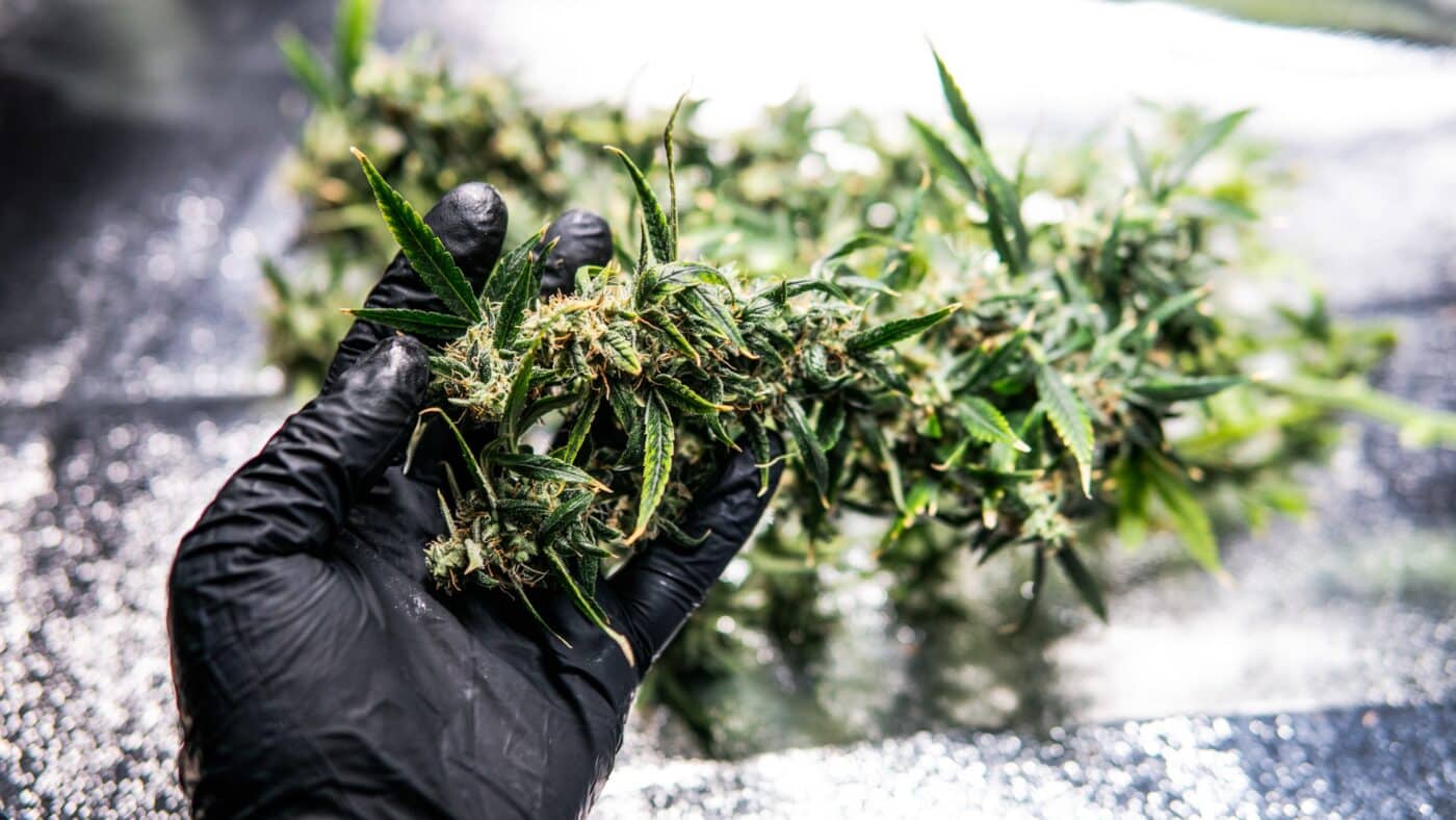 A gloved hand holding freshly harvested cannabis.