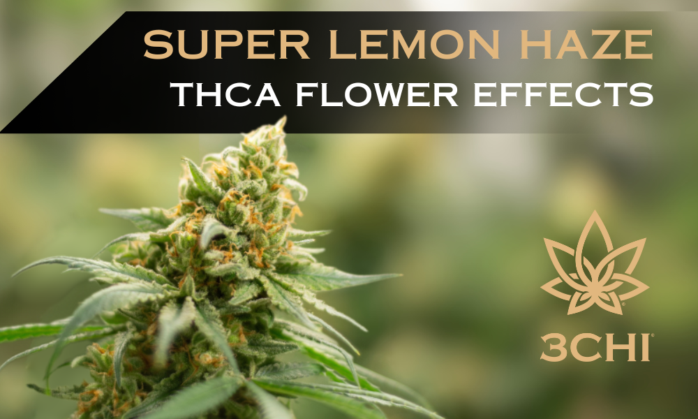 Super Lemon Haze Strain: THCA Flower Energy