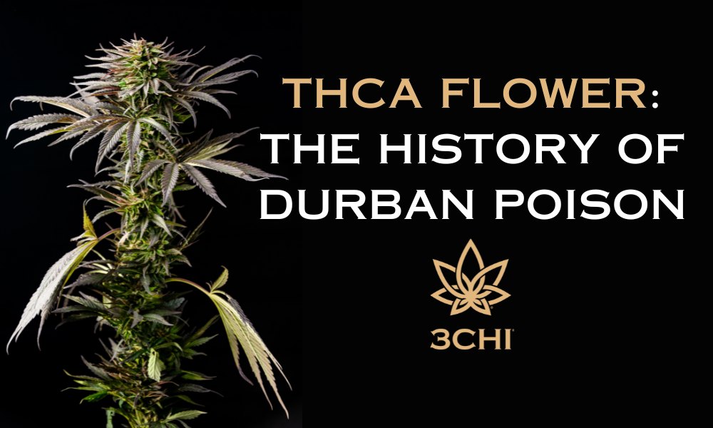 THCA Flower: The History of Durban Poison