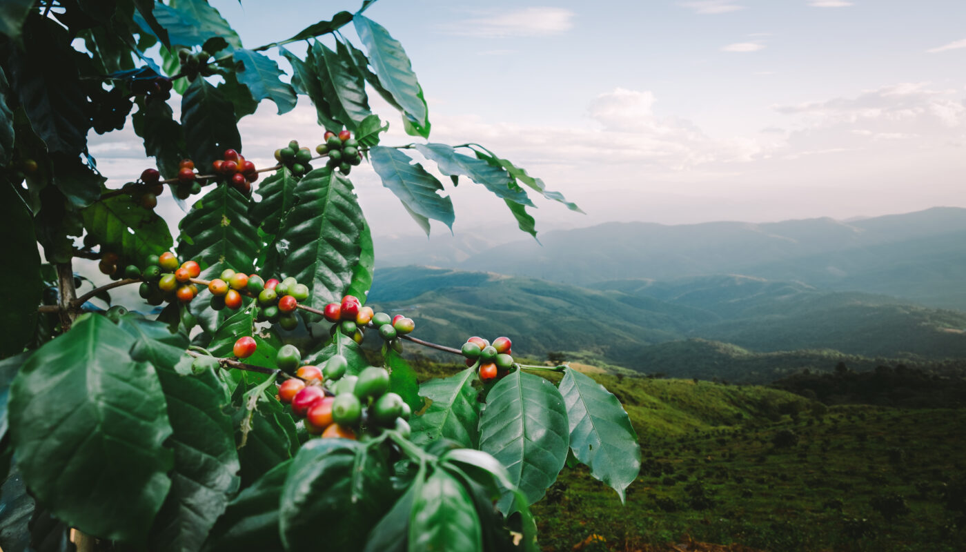 Weed and Coffee: Do They Mix?