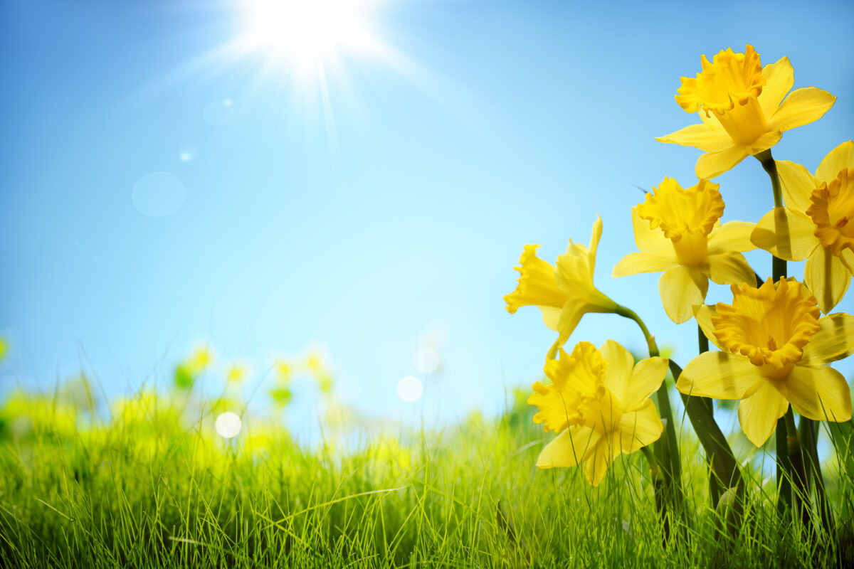 April Showers: 3CHI THC Flower Products That Can Make You Happier