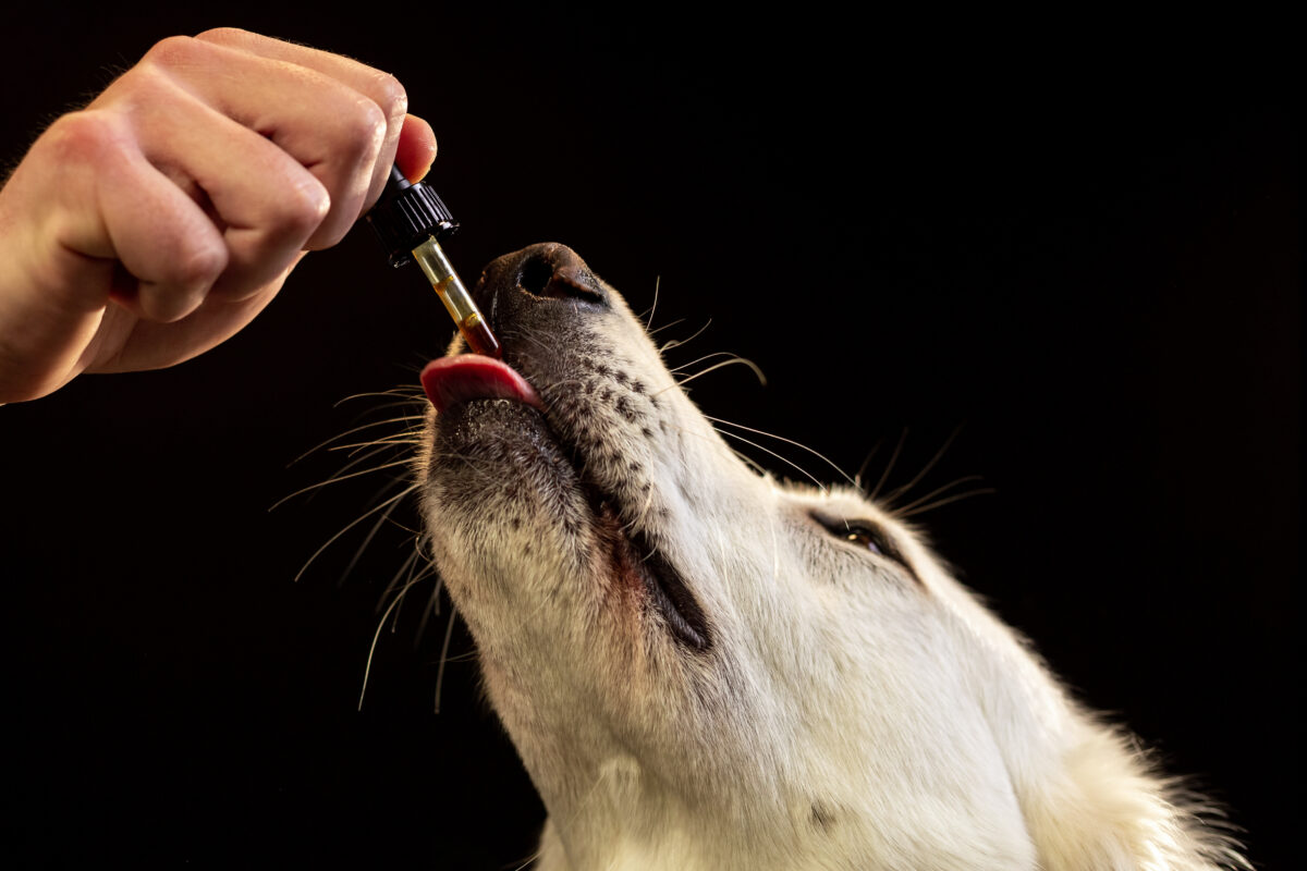 Can Cats Get High? Pets and Pot 101